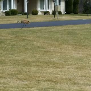 A dog wandering through a suburban neighborhood with grassy lawns.