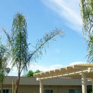 Palm trees in front of a building under a clear blue sky.