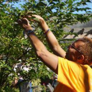 A person in a bright orange shirt reaches up to pick something from a tree on a sunny day.