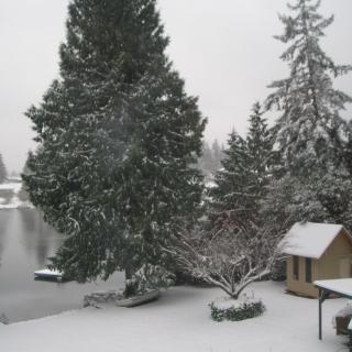 A snowy winter scene with trees and a small house in the yard.