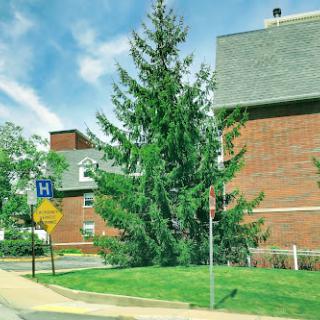 A tall evergreen tree stands beside a brick building under a clear blue sky.