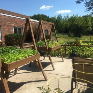 A sunny outdoor garden with raised beds filled with thriving plants.