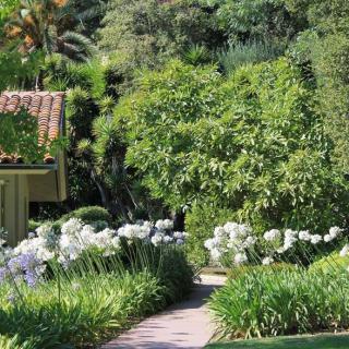 A lush garden path bordered by white flowers and dense greenery.