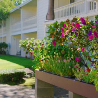 A vibrant garden with colorful flowers in front of a building with balconies.