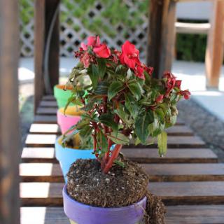 A vibrant potted plant with red flowers, displayed on a wooden surface in a garden setting.