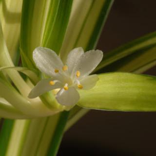 A delicate white flower blooming among vibrant green leaves.