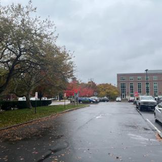 A quiet street lined with trees showing autumn colors under a cloudy sky.