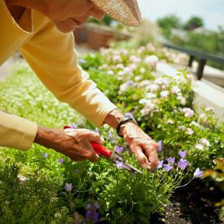 A senior individual carefully pruning flowers in a vibrant garden.