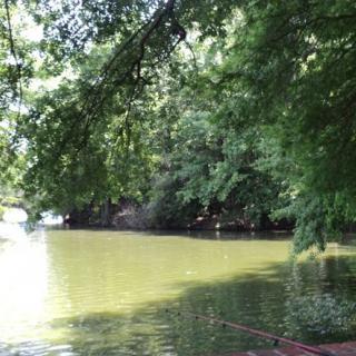 A serene view of a lake surrounded by lush green trees.