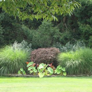 A lush garden landscape with a variety of greenery and grasses.