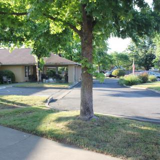 A tranquil view of a tree standing by a parking lot near a building on a sunny day.
