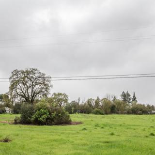 A wide open field with lush green grass and scattered trees under an overcast sky.