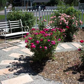 A serene garden with vibrant rose bushes, a white bench, and a neatly arranged paved pathway.