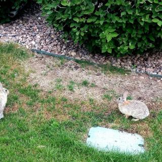 Two turtles exploring a grassy area.