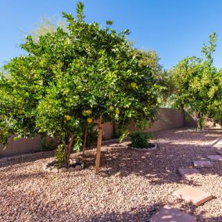 A sunny garden with lush green trees and a gravel pathway.