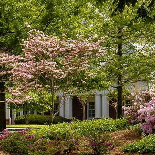 A serene garden with blooming trees and lush greenery.