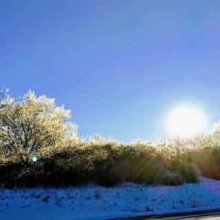 A serene winter morning with frost-kissed trees under a bright blue sky.
