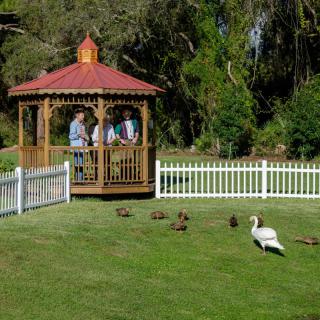 People standing in a gazebo watching geese on the grass.