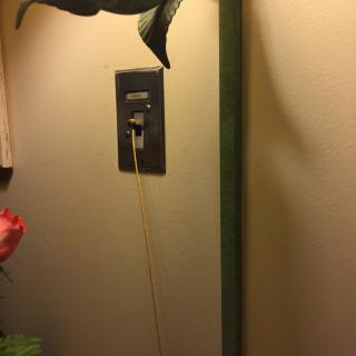 A plant with a tall stem next to a wall-mounted light switch.