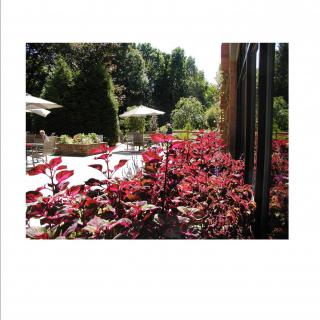 A beautiful garden view with vibrant flowers and a pool under sunny skies.