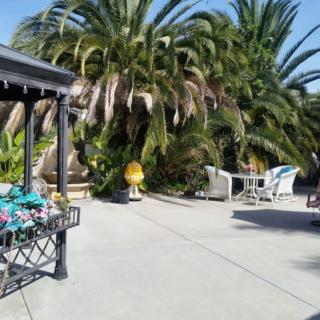A sunny patio with palm trees and outdoor seating.