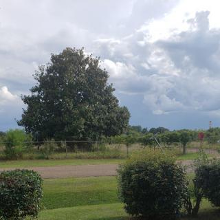 A serene landscape featuring a large tree under a cloudy sky.