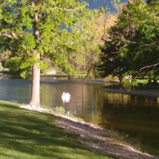 A serene park landscape featuring a calm pond surrounded by lush greenery and a beautiful tree.