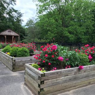 A beautiful garden with vibrant flowers in raised wooden beds and a gazebo in the background.