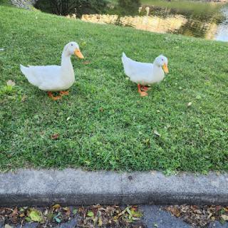 Two ducks enjoying a sunny day in the park.