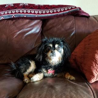 A small dog relaxing on a leather couch with a blanket and a pillow.