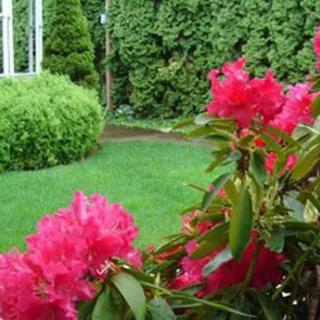 A beautiful garden with vibrant pink rhododendrons and lush greenery.