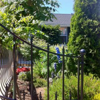 A sunny garden with a decorative fence and various plants in bloom.