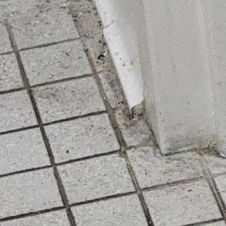 A close-up view of tiled flooring meeting a wall corner, showing grout lines.