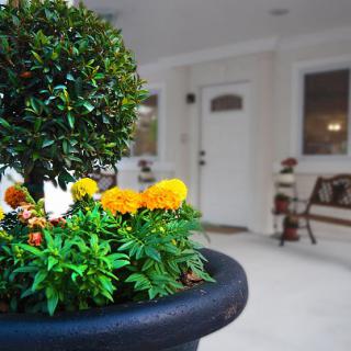 A potted plant with vibrant flowers adorns a cozy patio setting.