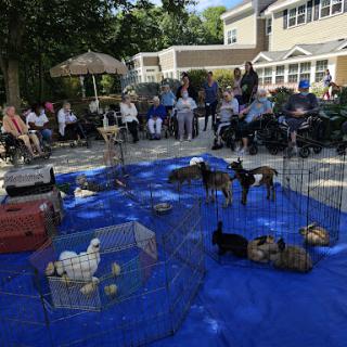 A community event featuring dogs, where residents gather outdoors for a joyful interaction with pets.