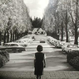 A woman stands on a tree-lined road, surrounded by parked vintage cars.