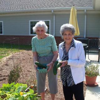 Two elderly women harvesting vegetables in a garden.
