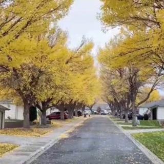 A suburban street lined with trees displaying vibrant yellow autumn leaves.