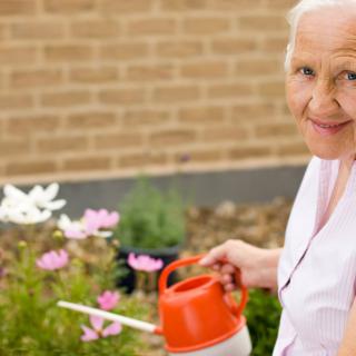 A senior woman waters her garden with a watering can.