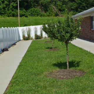 A well-maintained garden area featuring a small tree, green grass, and a clean pathway.