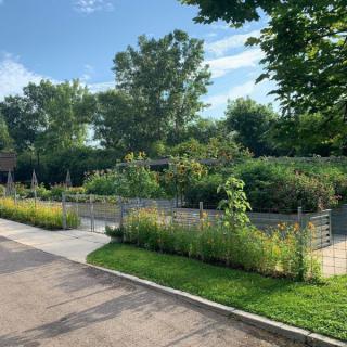 A lush garden with various plants and trees under a clear blue sky.