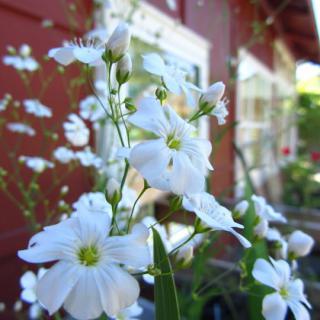 A close-up view of delicate white flowers blooming in a garden.