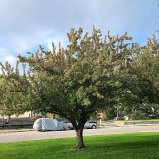 A healthy tree with lush foliage stands prominently on a grassy lawn.