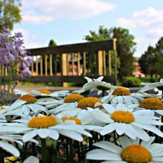 A vibrant garden scene featuring blooming daisies under a sunny sky.
