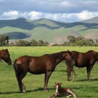 A serene landscape featuring a group of horses and a foal resting in a lush green pasture with rolling hills in the background.