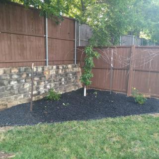 A neatly landscaped corner of a backyard featuring a wooden fence, stone accent wall, and newly planted shrubs with mulch.