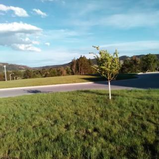 A serene view of a grassy area with a lone tree under a clear blue sky.