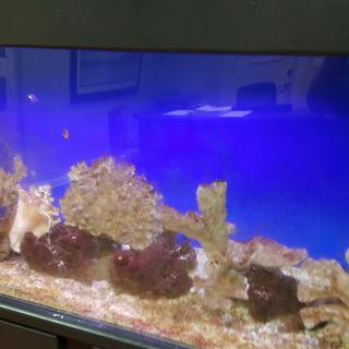 An aquarium with various rock formations and a blue background.