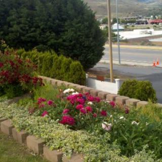 A vibrant garden with various flowers near a roadside.