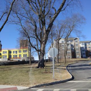 A scenic view of a curved road lined with trees and modern residential buildings under a clear blue sky.